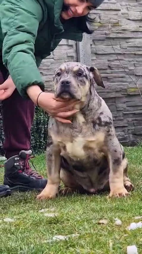 Amerikaanse Bully honden te koop: ABKC XL Pups - Video 3