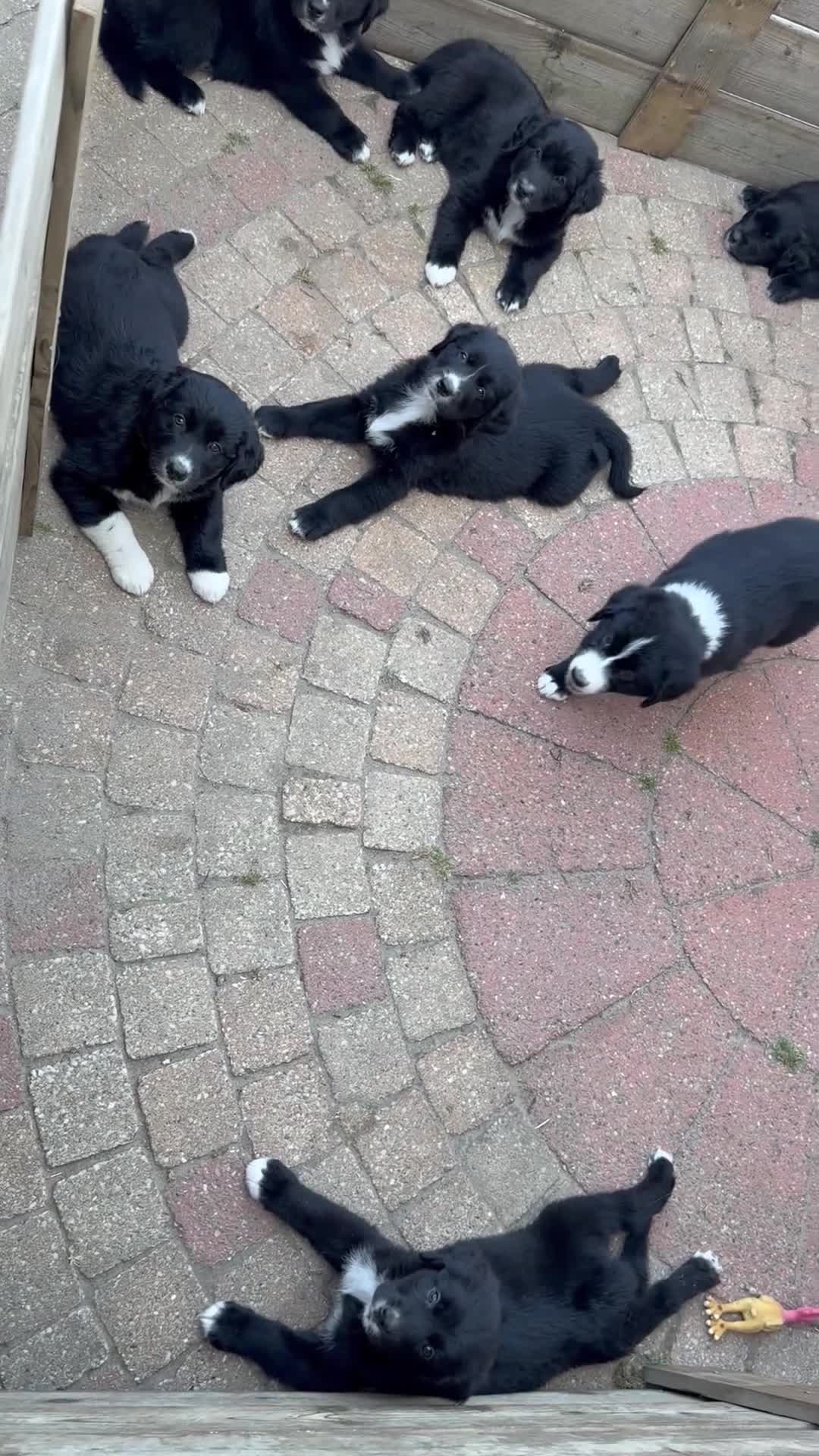 Kruising honden te koop: RESERVE LIJST/ 22 juli weg / incl. Video’s - Video 2