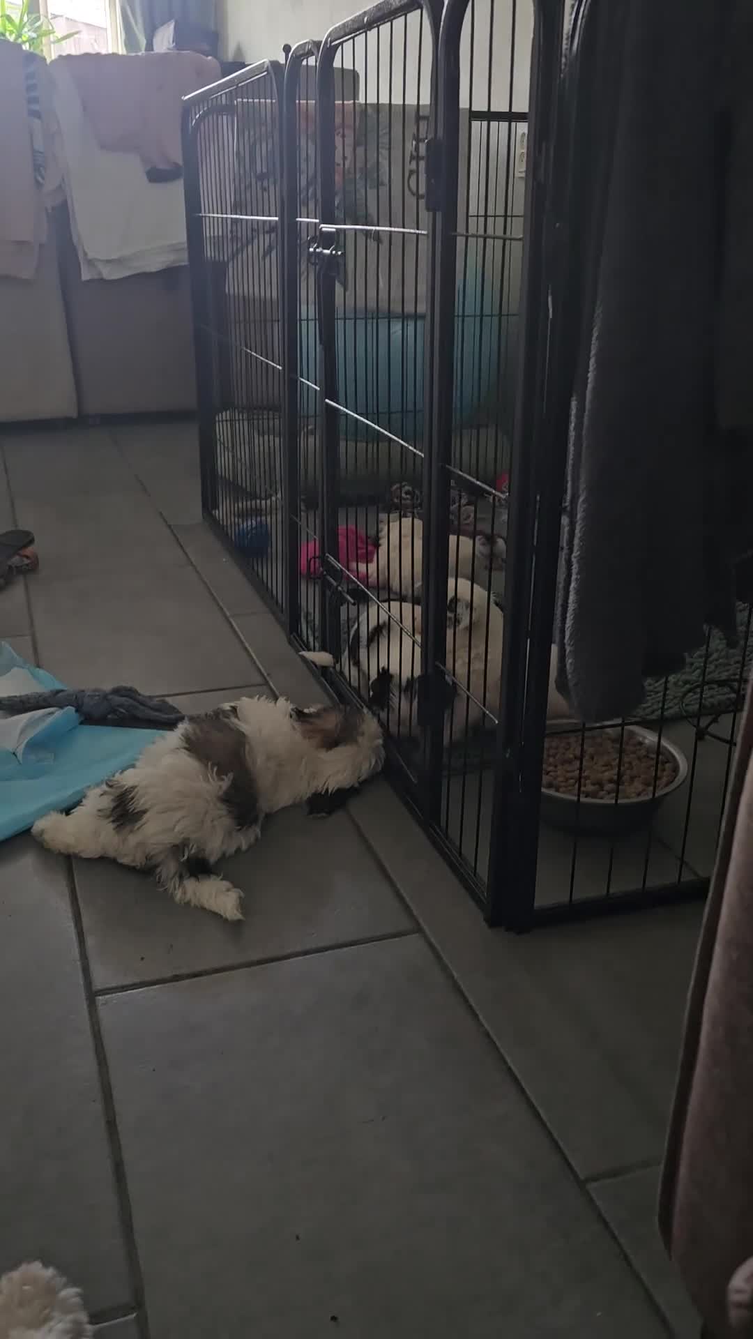 Maltezer honden te koop: Boomer  - Video 1
