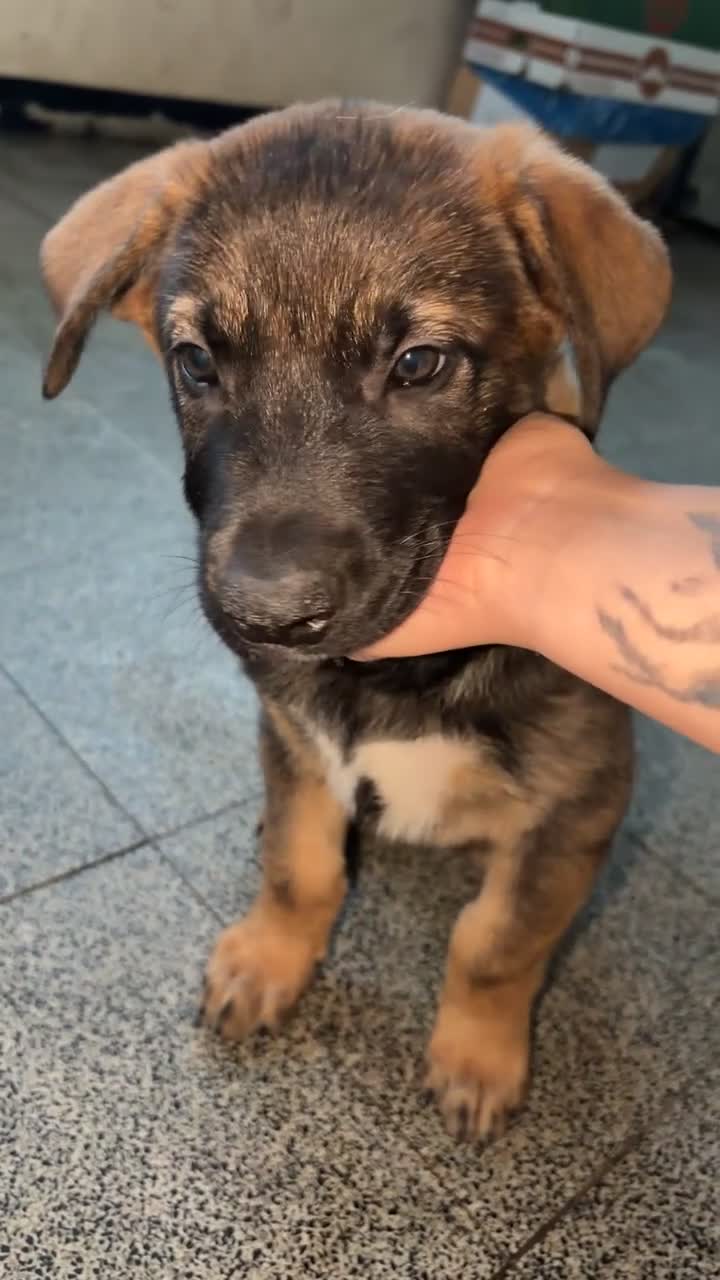Kruising honden te koop: Duitse x mechelse pup - Video 1