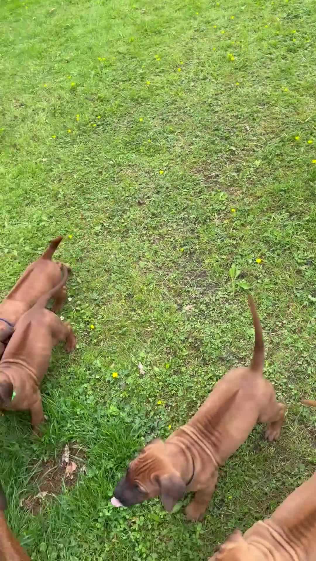 Rhodesian Ridgeback honden te koop: Rhodesian Ridgeback puppy's - Video 1