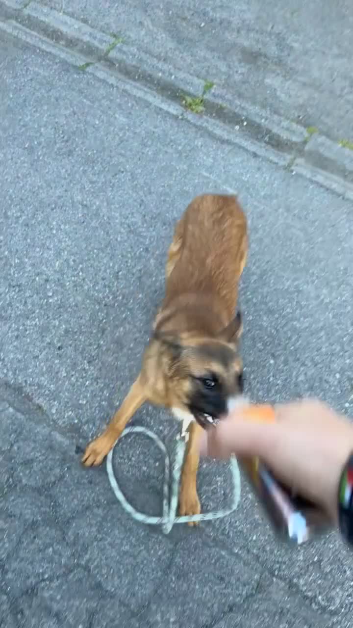 Mechelse Herder honden te koop: Mechelse herder +-6 maanden  in Ritthem - Video 3