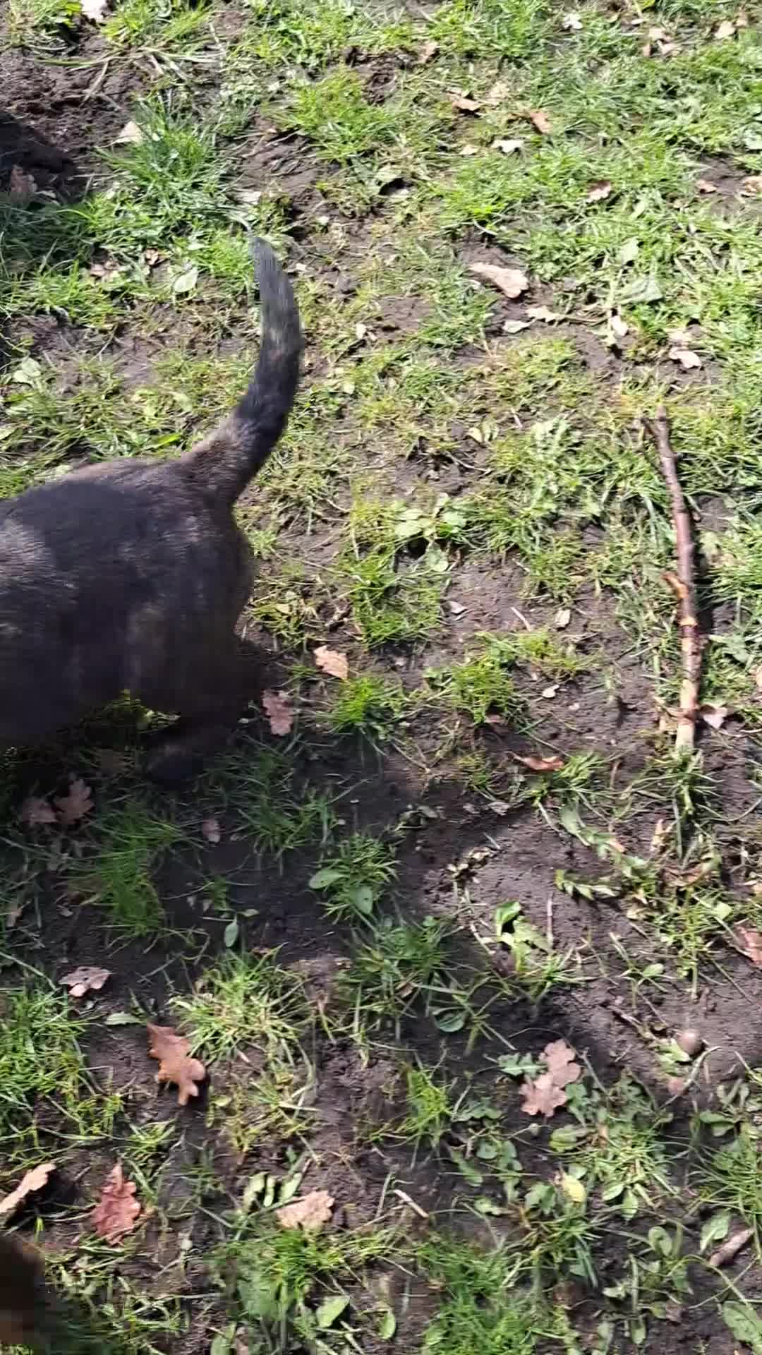 Kruising honden te koop: Rottweiler x RottweilerxBullyXL - Video 1