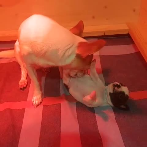 Chihuahua honden te koop: raszuivere chihuahua puppy's - Video 3