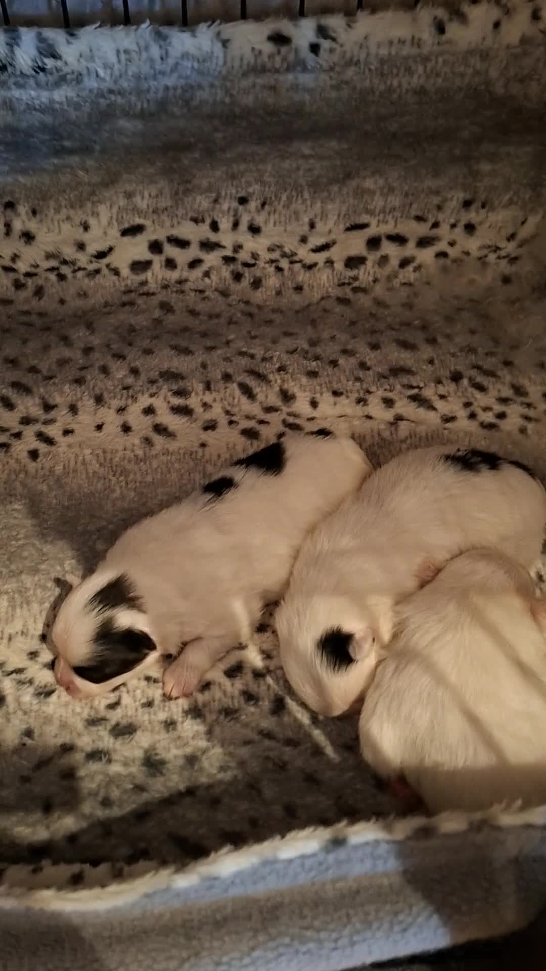 Pomeriaan honden te koop: 3 prachtige pups mogen het nest verlaten - Video 1