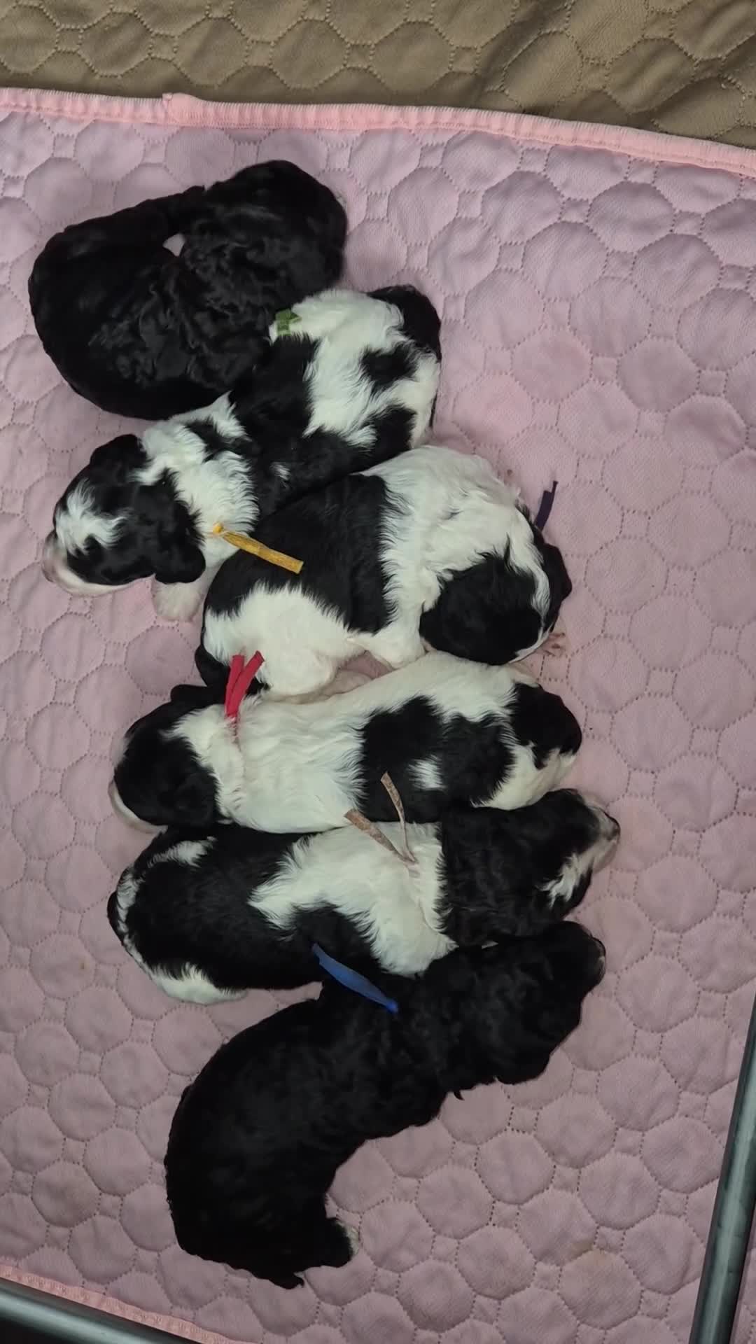 Cockapoo honden te koop: Cockapoo pups  - Video 1