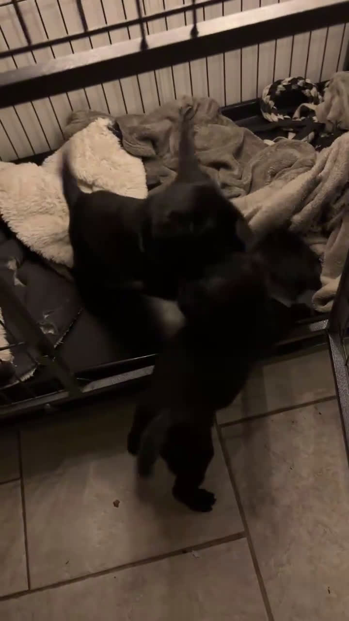 Kruising honden te koop: Puppy’s te koop – Labrador x Riesenschnauzer mix - Video 3