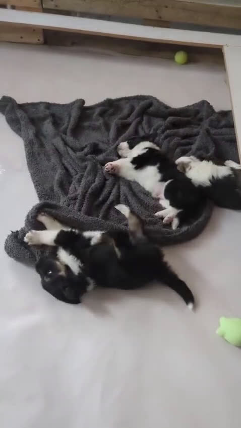 Border Collie honden te koop: Lieve Border Collie Reutjes zoeken huisje - Video 1