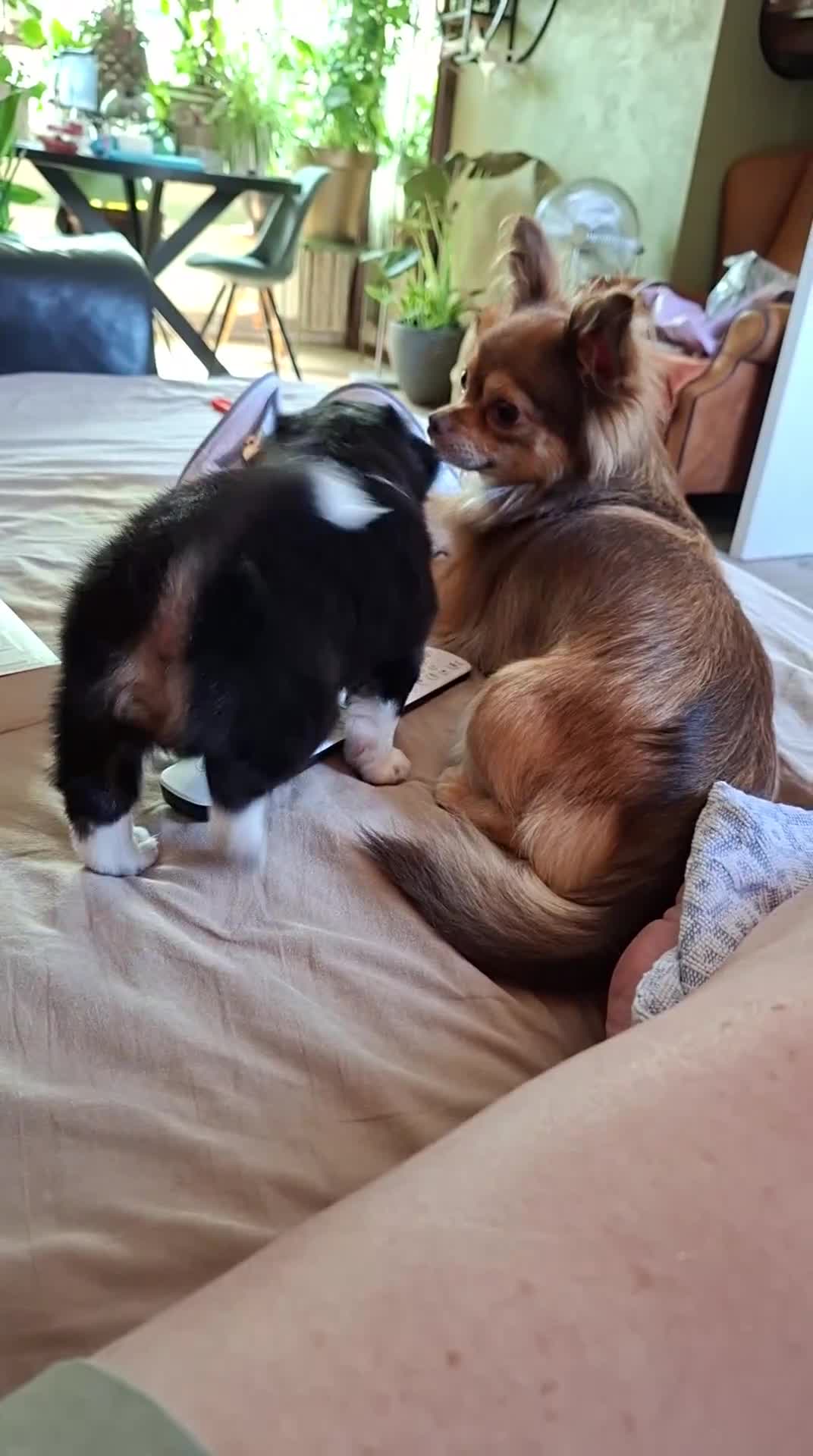 Kruising honden te koop: Superlieve chihuahua kruising  - Video 2