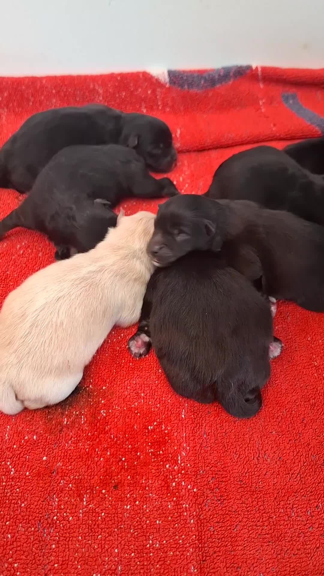 Pomeriaan honden te koop: Nog 2 zwarte pomeriaan/dwergkees reutjes - Video 1