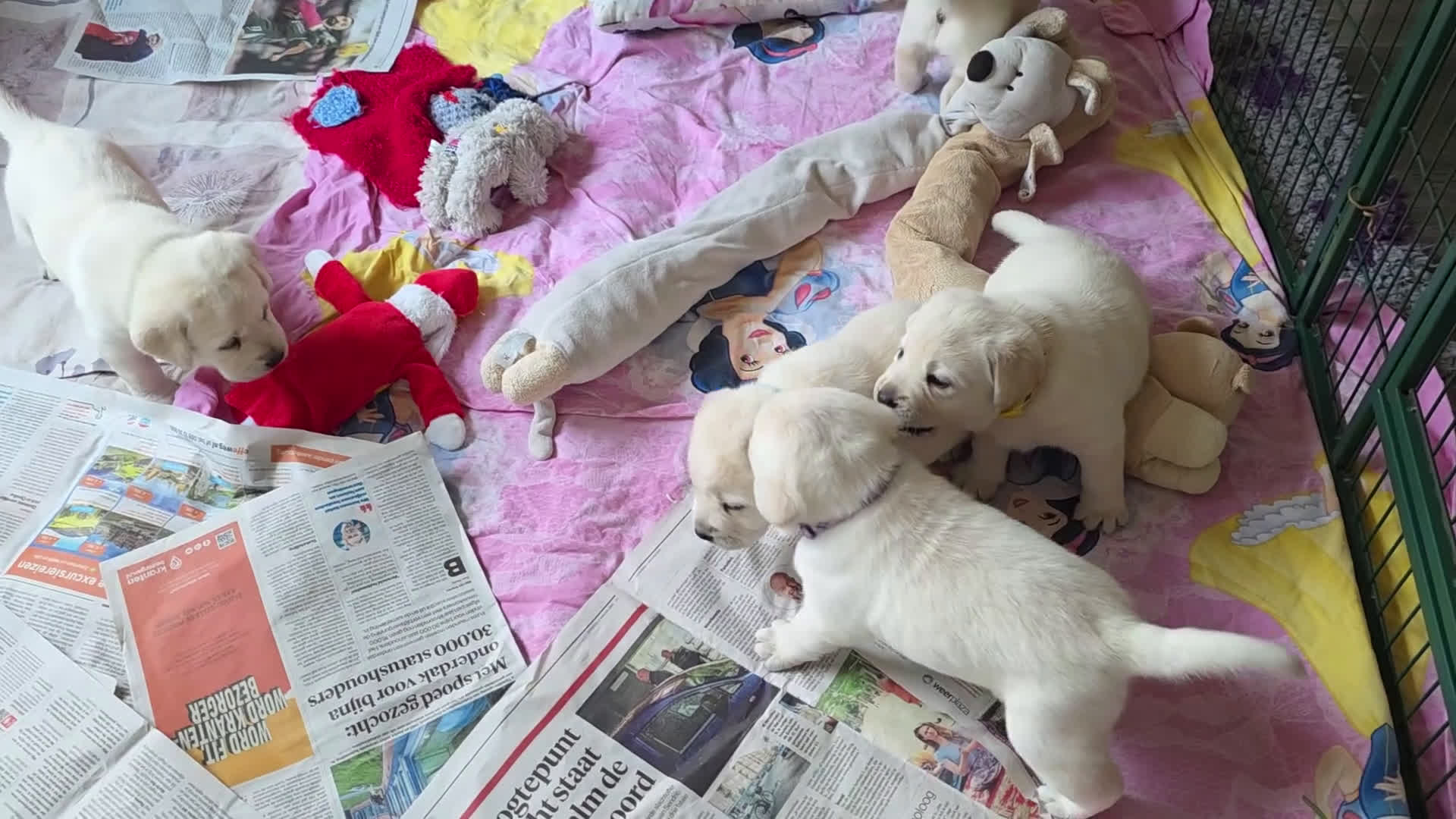 Labrador Retriever honden te koop: Prachtige blonde pups - Video 1