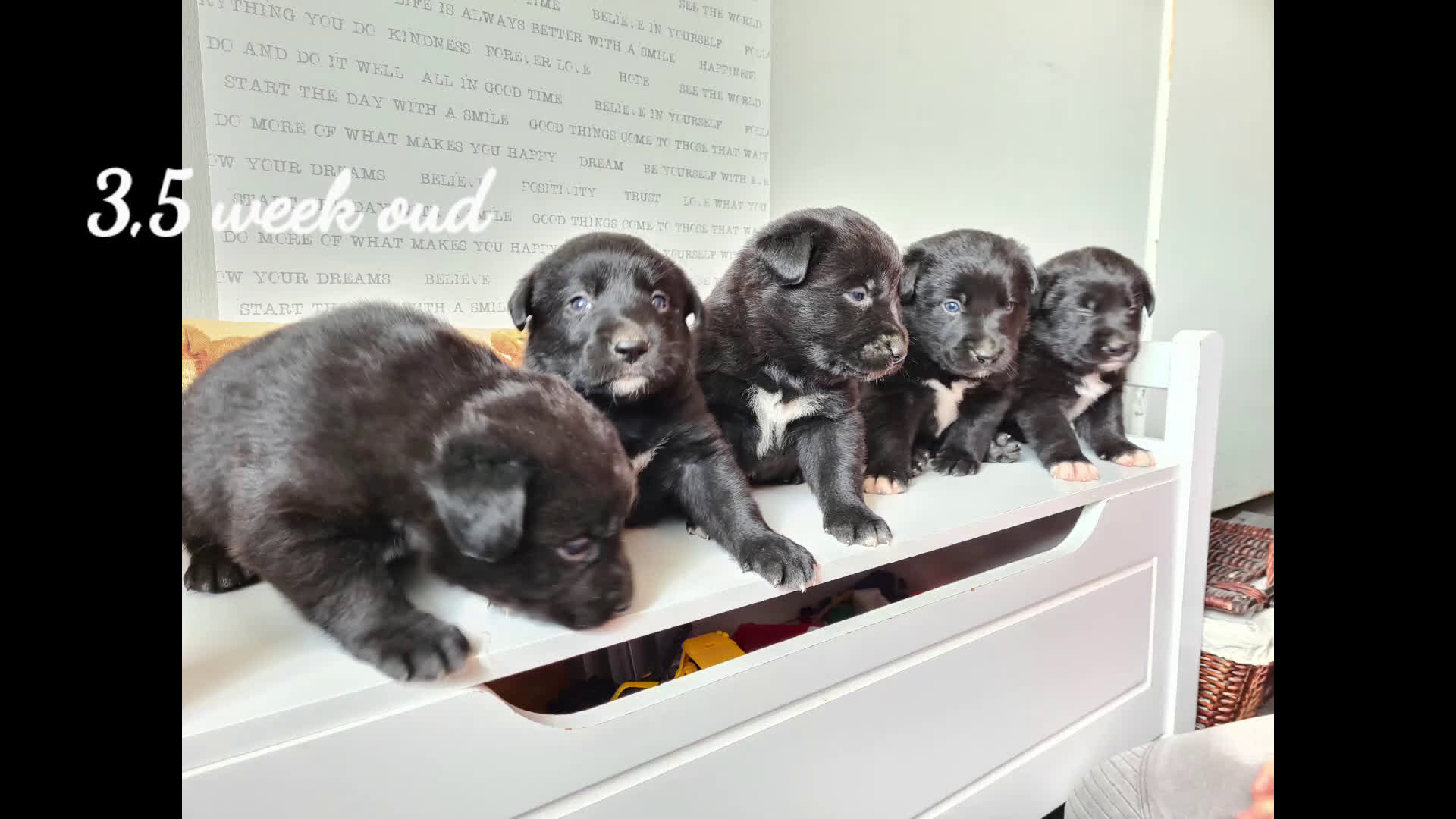 Kruising honden te koop: Uniek Borador pups van Stamboomouders F1 - Video 1