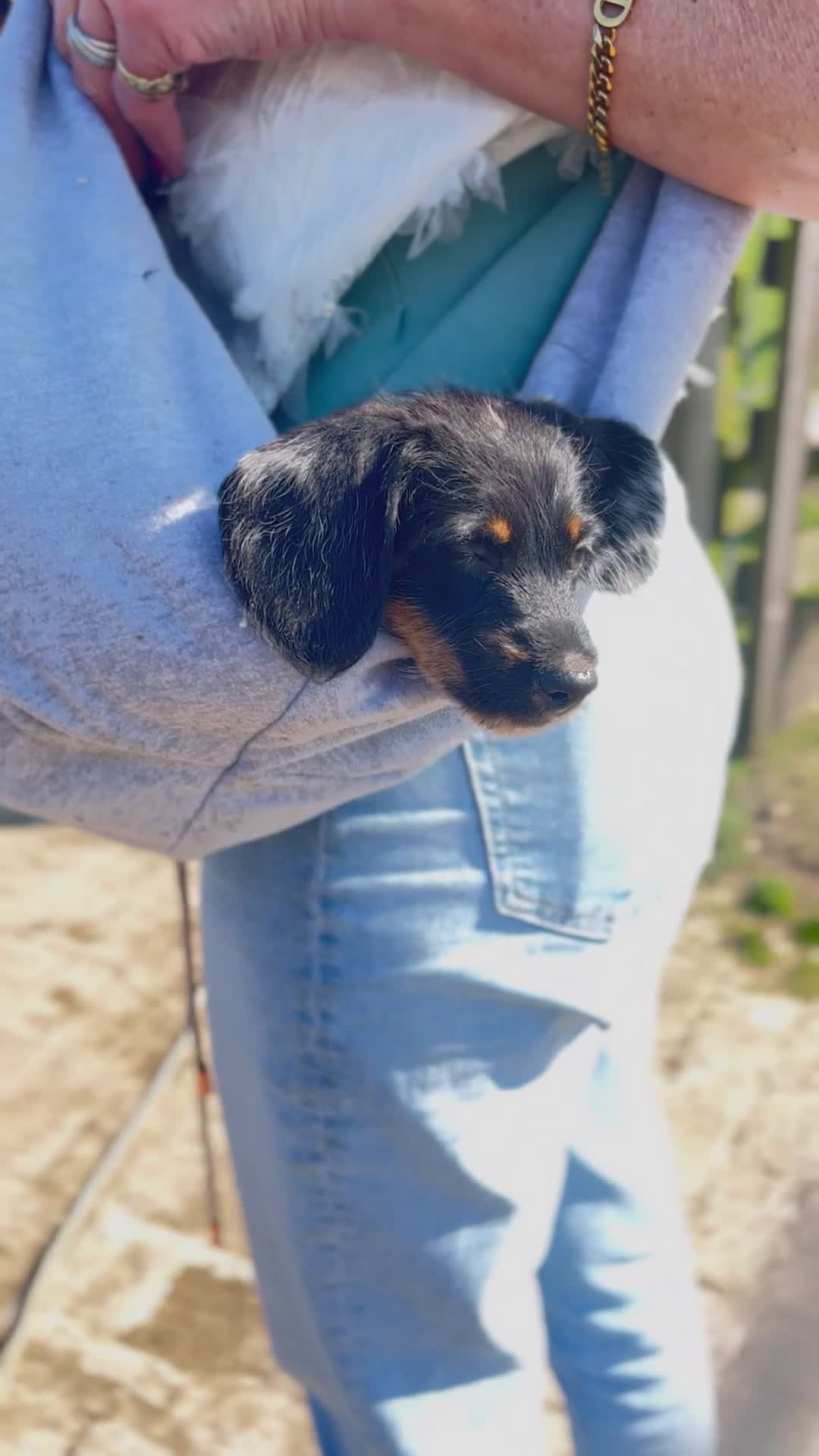 Kruising honden te koop: 🤩MALLETECKEL😍🐾dwergteckel X maltezer 🐾  - Video 2