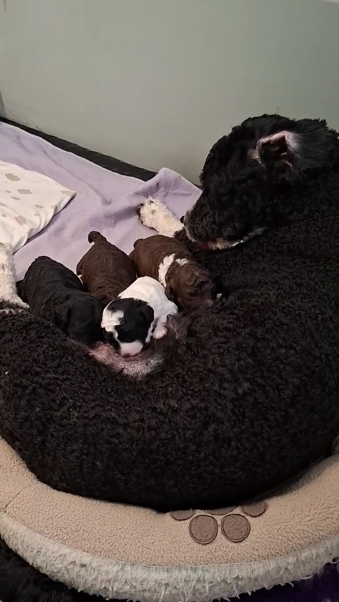 Spaanse Waterhond honden te koop: Spaanse Waterhond pups geboren Bruin, Zwart & Bont - Video 1