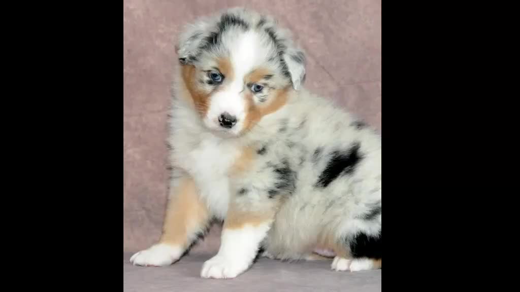 Australian Shepherd honden te koop: Australische herder pups - Video 1