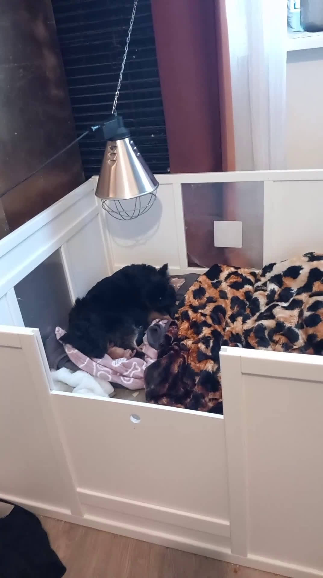 Chihuahua honden te koop: Te koop  chihuahua  pups q - Video 1