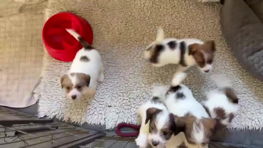 Jack Russel Terriër honden te koop: Jackrussell terrier pups met stambomen  - Video 2