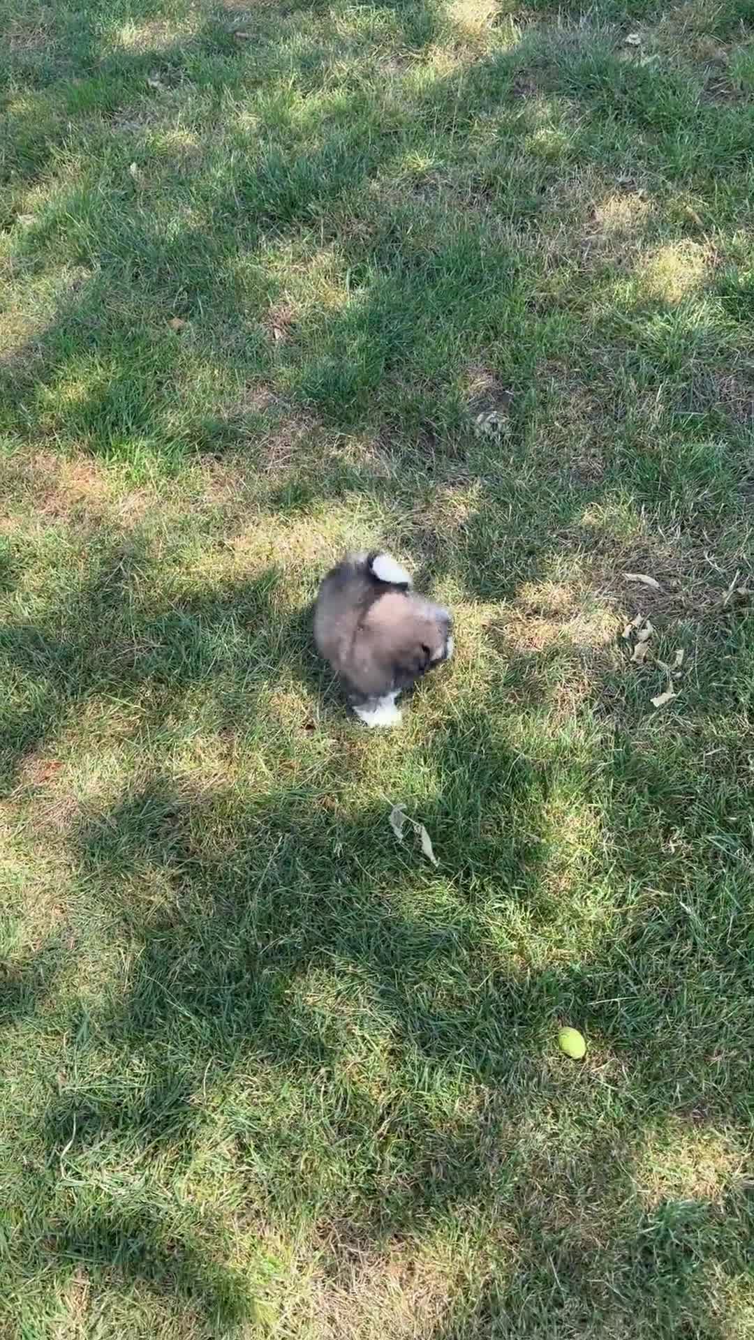 Shih Tzu honden te koop: Prachtig shih Tzu reutje  - Video 1