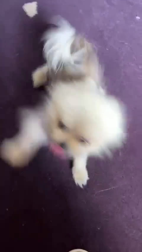 Pomeriaan honden te koop: Pomeriaan – liefdevol thuis gezocht - Video 1