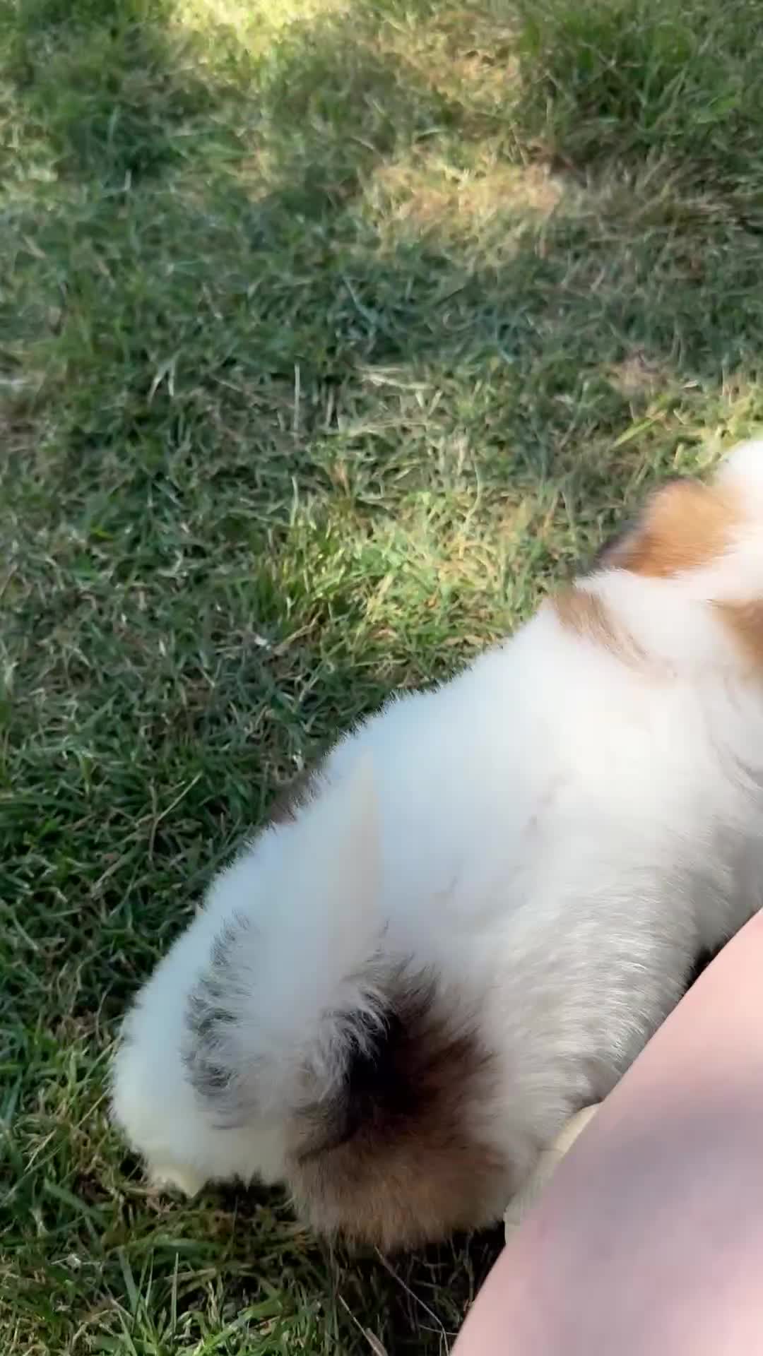 Shih Tzu honden te koop: Prachtig Shih Tzu teefje  - Video 2