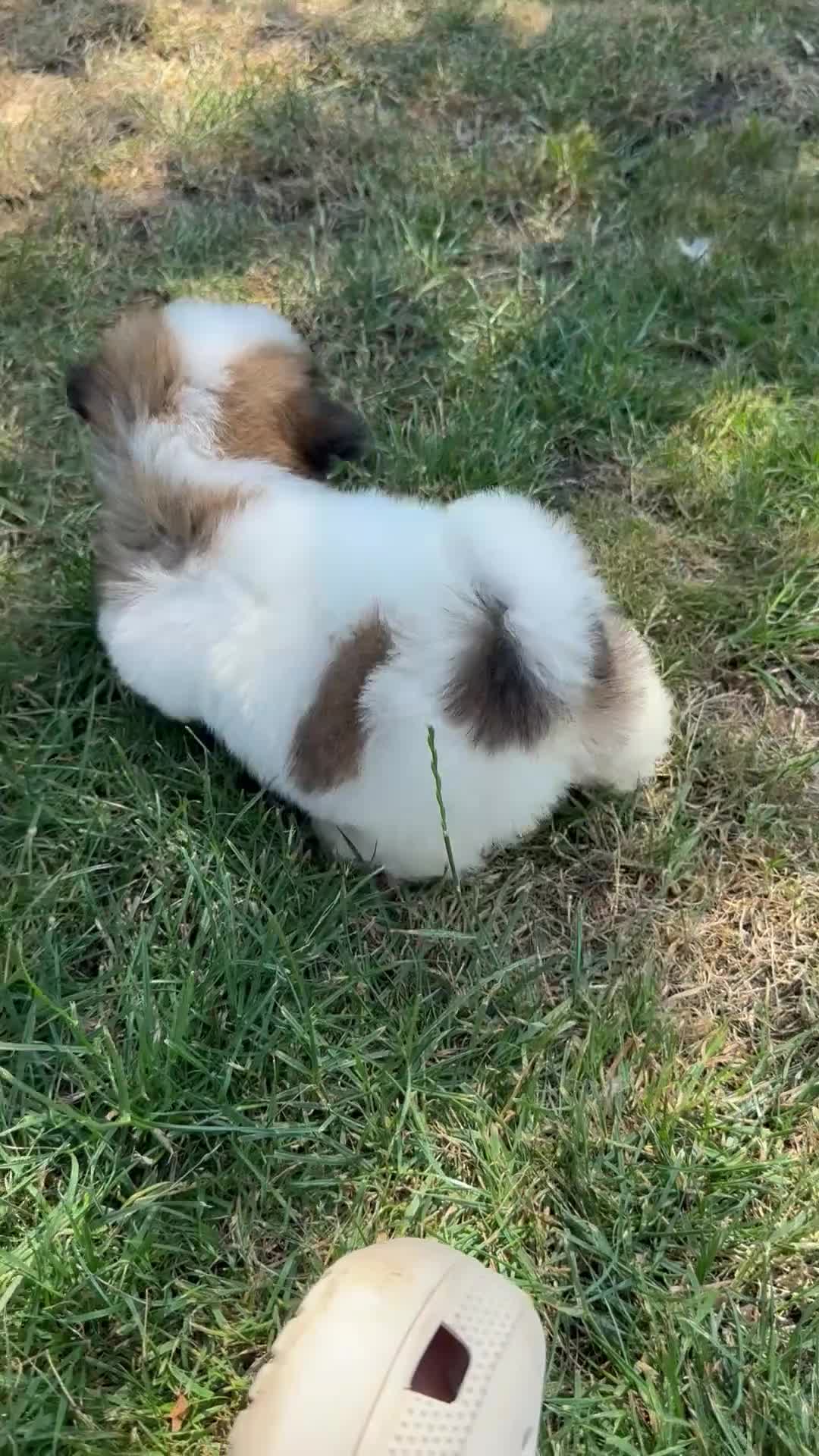 Shih Tzu honden te koop: Prachtig Shih Tzu teefje  - Video 3