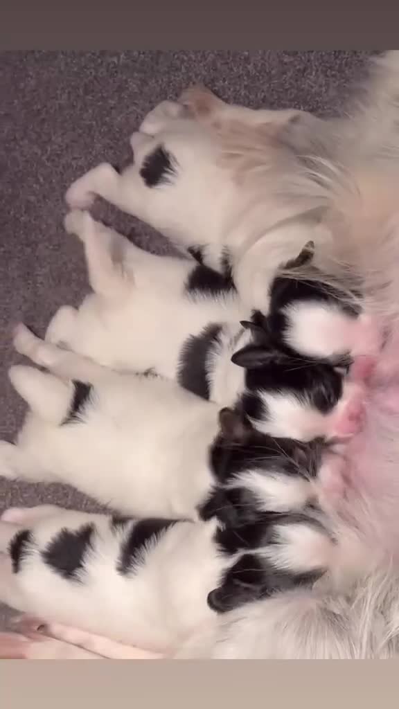 Vlinderhondje honden te koop: Zeer mooie vlinder reutjes beschikbaar - Video 1