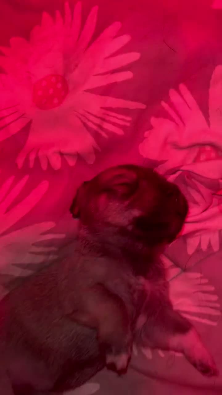 Kruising honden te koop: dwergteckel ❤️ maltezer  - Video 2
