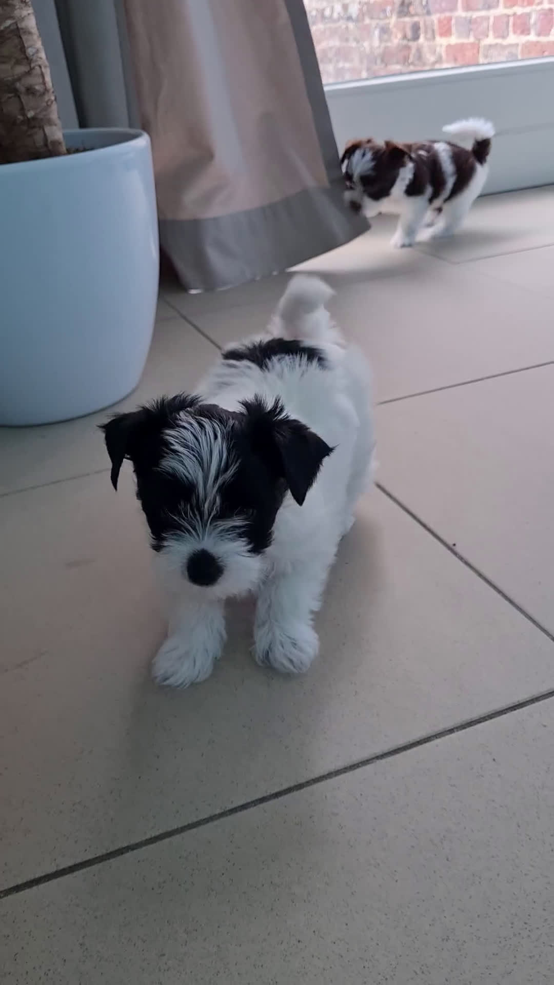Yorkshire Terriër honden te koop: Yorkshire Terriër pups zoeken een liefdevol thuis! in Kortrijk - Video 2