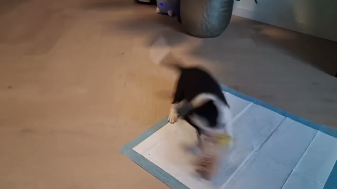 Border Collie honden te koop: Mooie, lieve en gesocialiseerde border collie - Video 2