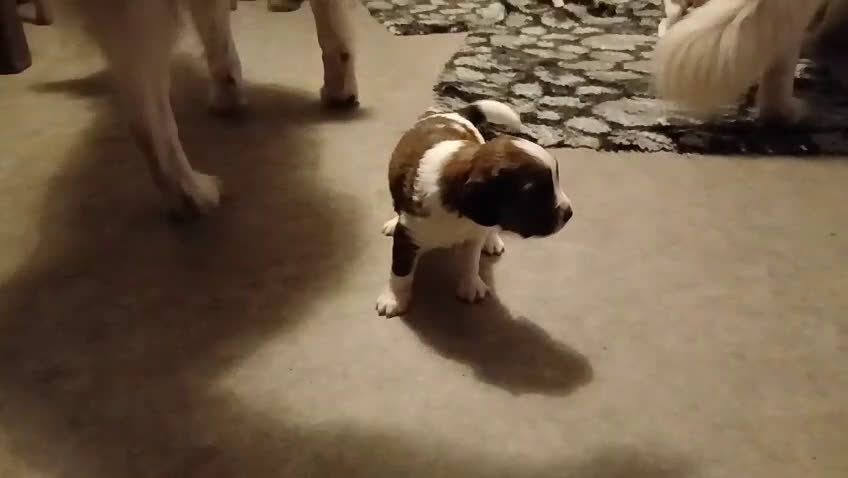 Kooikerhondje honden te koop: Kooiker pup reutje  - Video 5