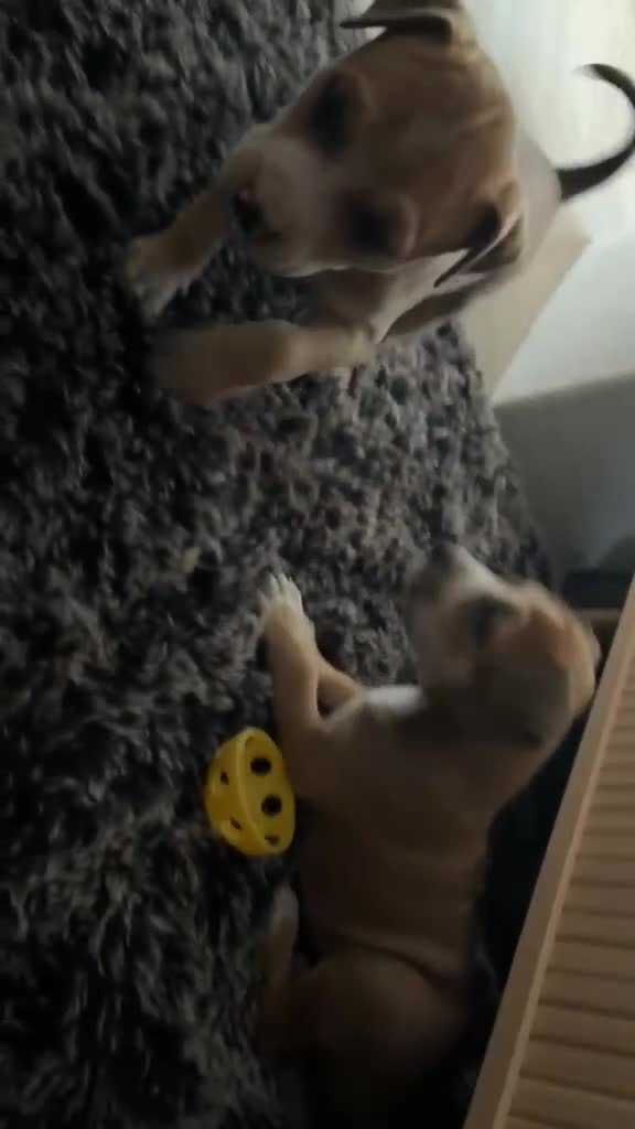 American Staffordshire Terriër honden te koop: Amerikaanse stafford  - Video 2