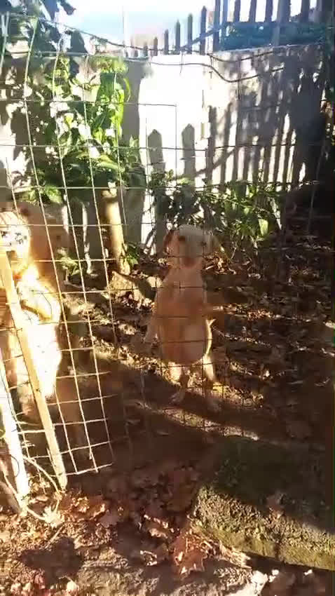 Kruising honden te koop: Thema en Louis zoeken baasje - Video 1