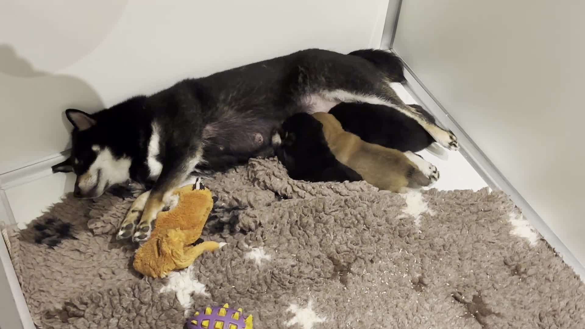 Shiba honden te koop: Black and tan shiba inu teefje - Video 1