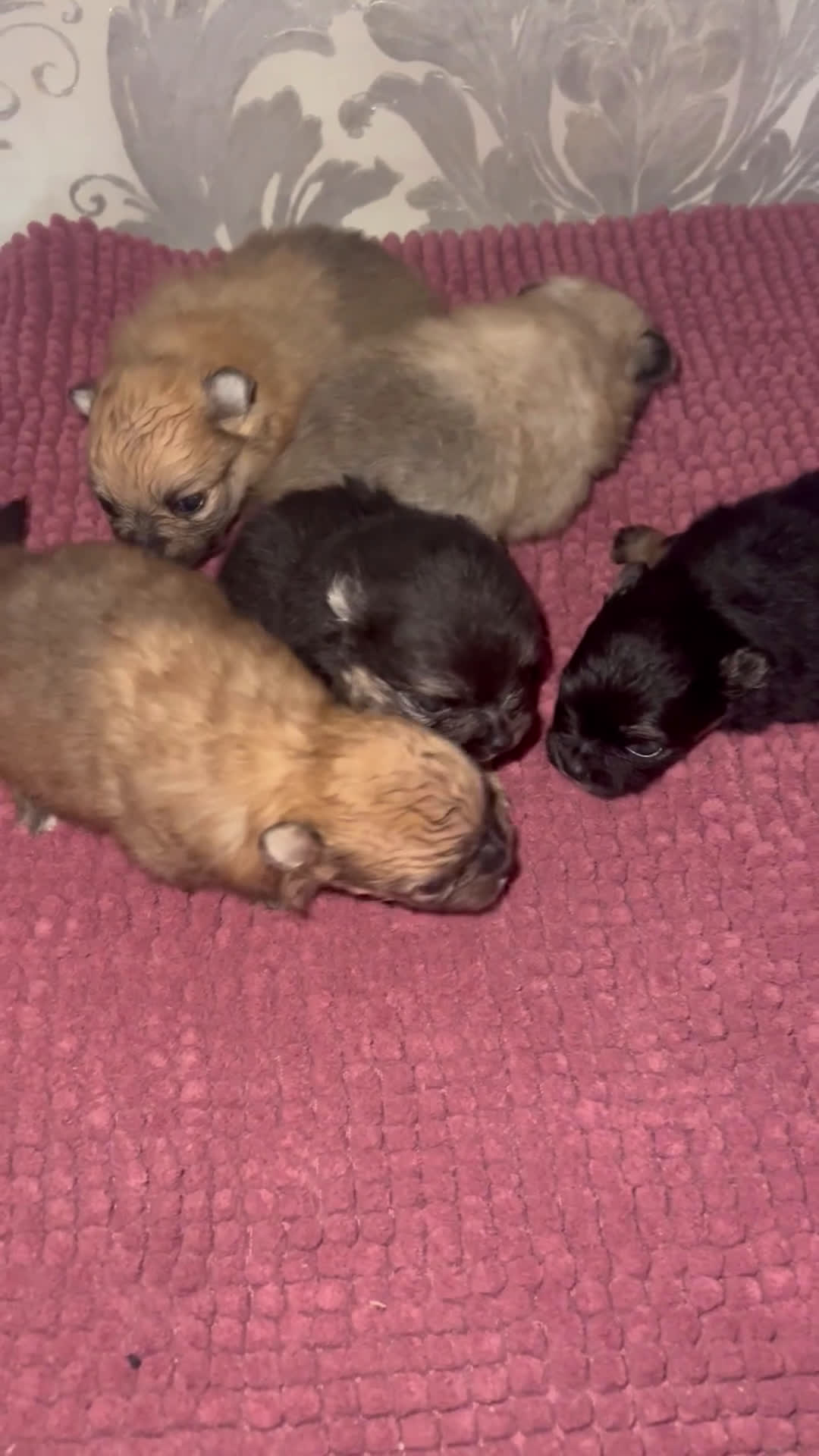 Pomeriaan honden te koop: Pomeranian pupjes  geboren 28-01-2026 - Video 1