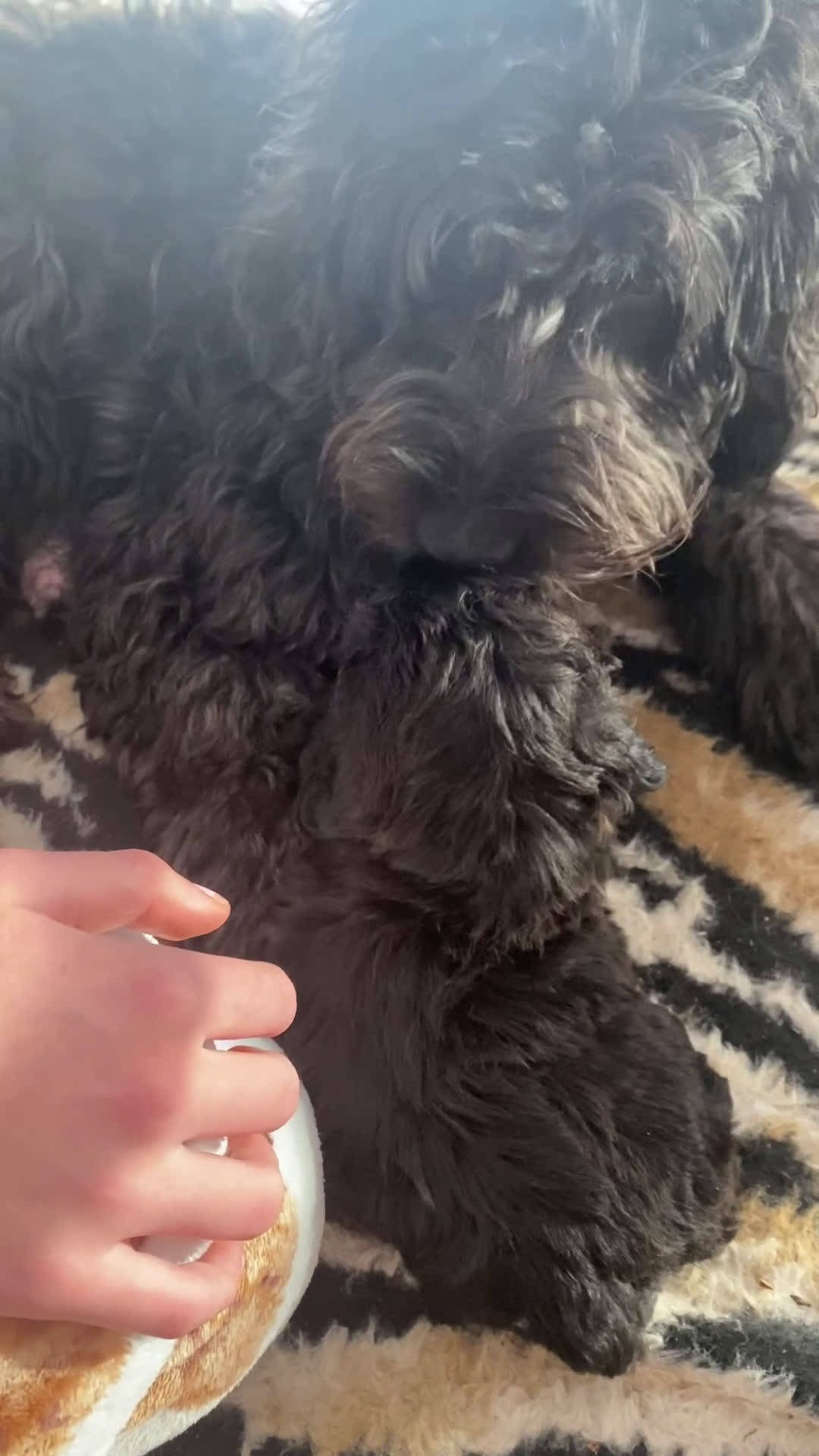 Labradoodle honden te koop: Labradoodle(multigen) mini/midi groeien op in huis - Video 1