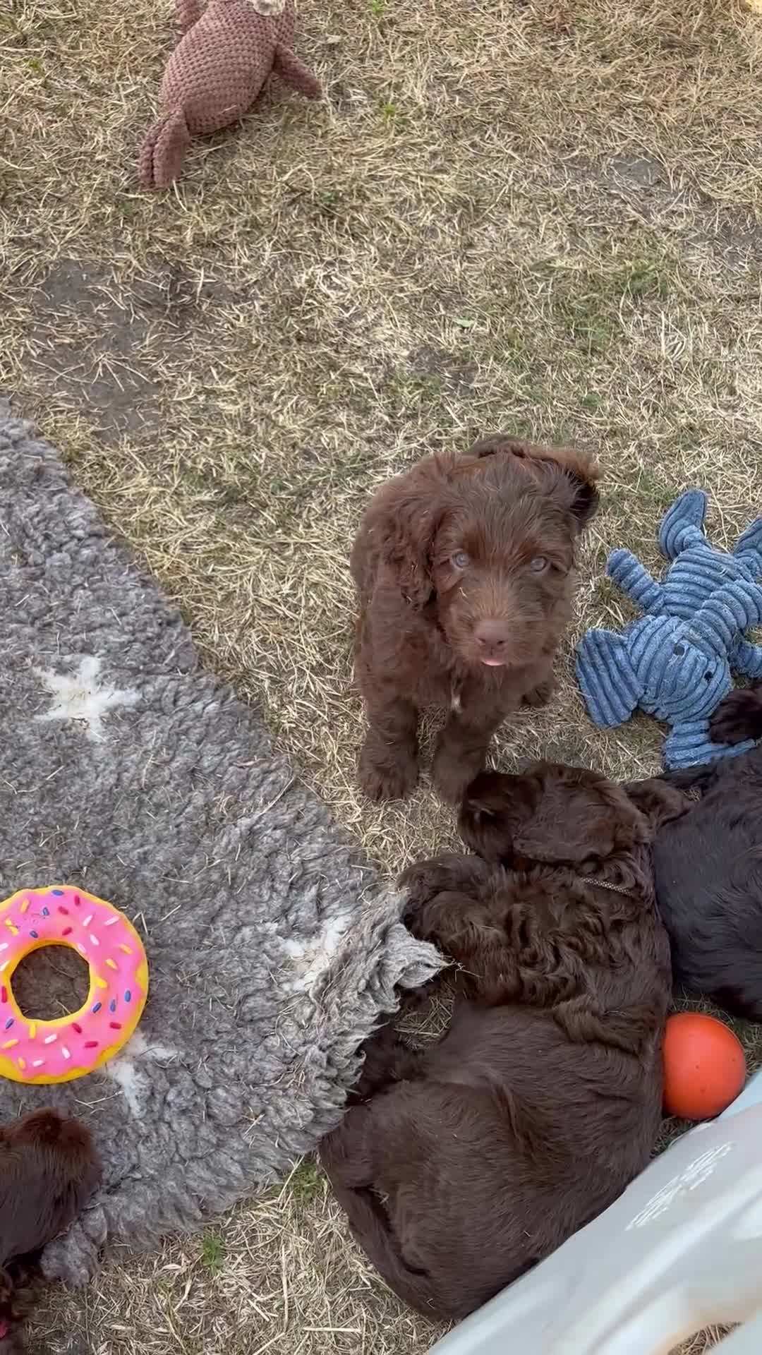 Australian Labradoodle honden te koop: Prachtige donkerbruine Australian Labradoodle reu - Video 1