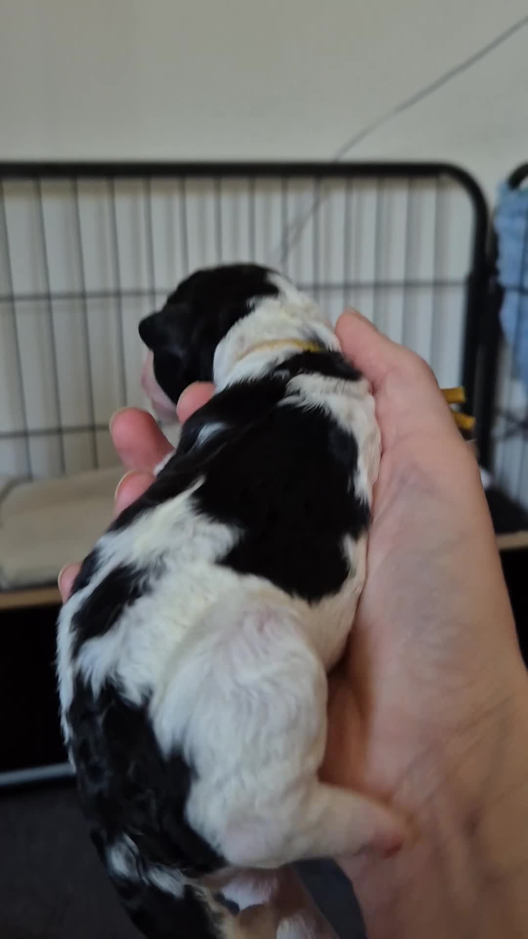 Cockapoo honden te koop: Cockapoo pups  - Video 2