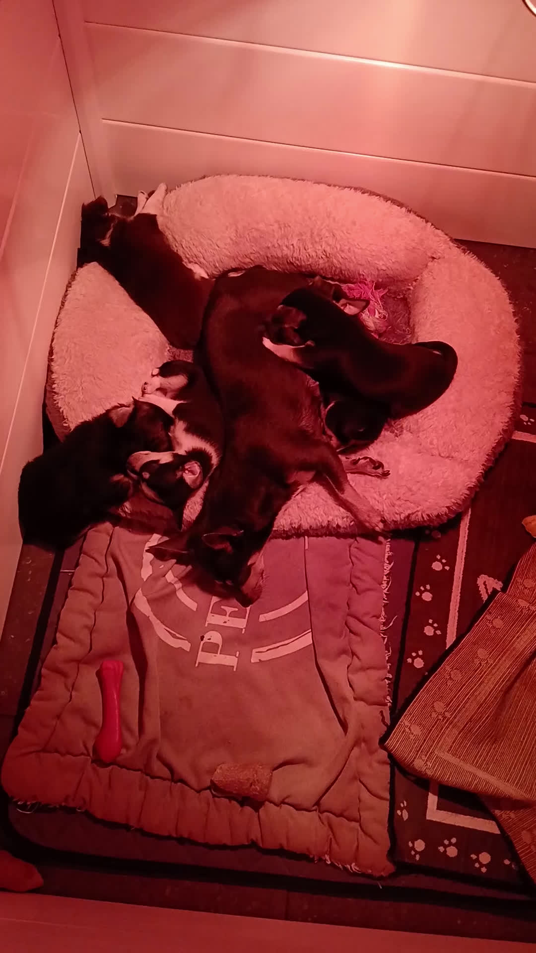 Chihuahua honden te koop: chihuahua - Video 1