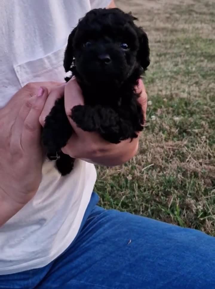 Poedel Toy honden te koop: Toy poedel puppies! - Video 1