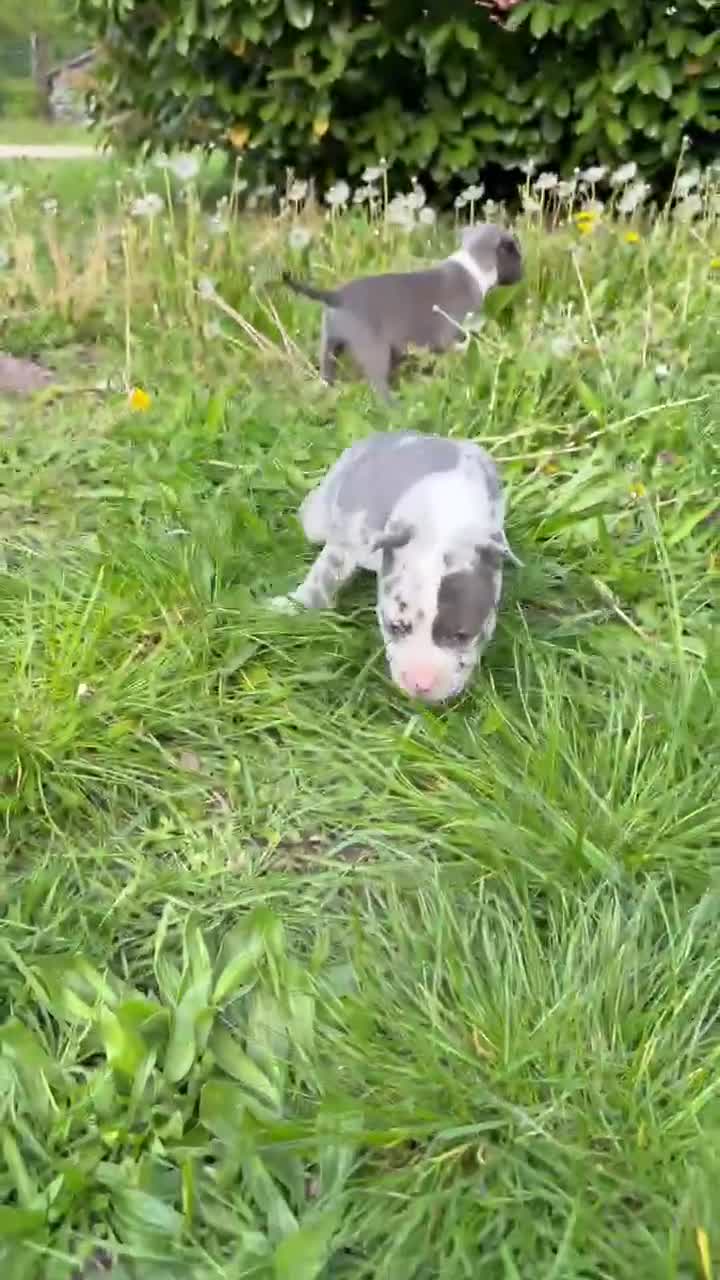 American Staffordshire Terriër honden te koop: Mooie merle-staffordpups - Video 1