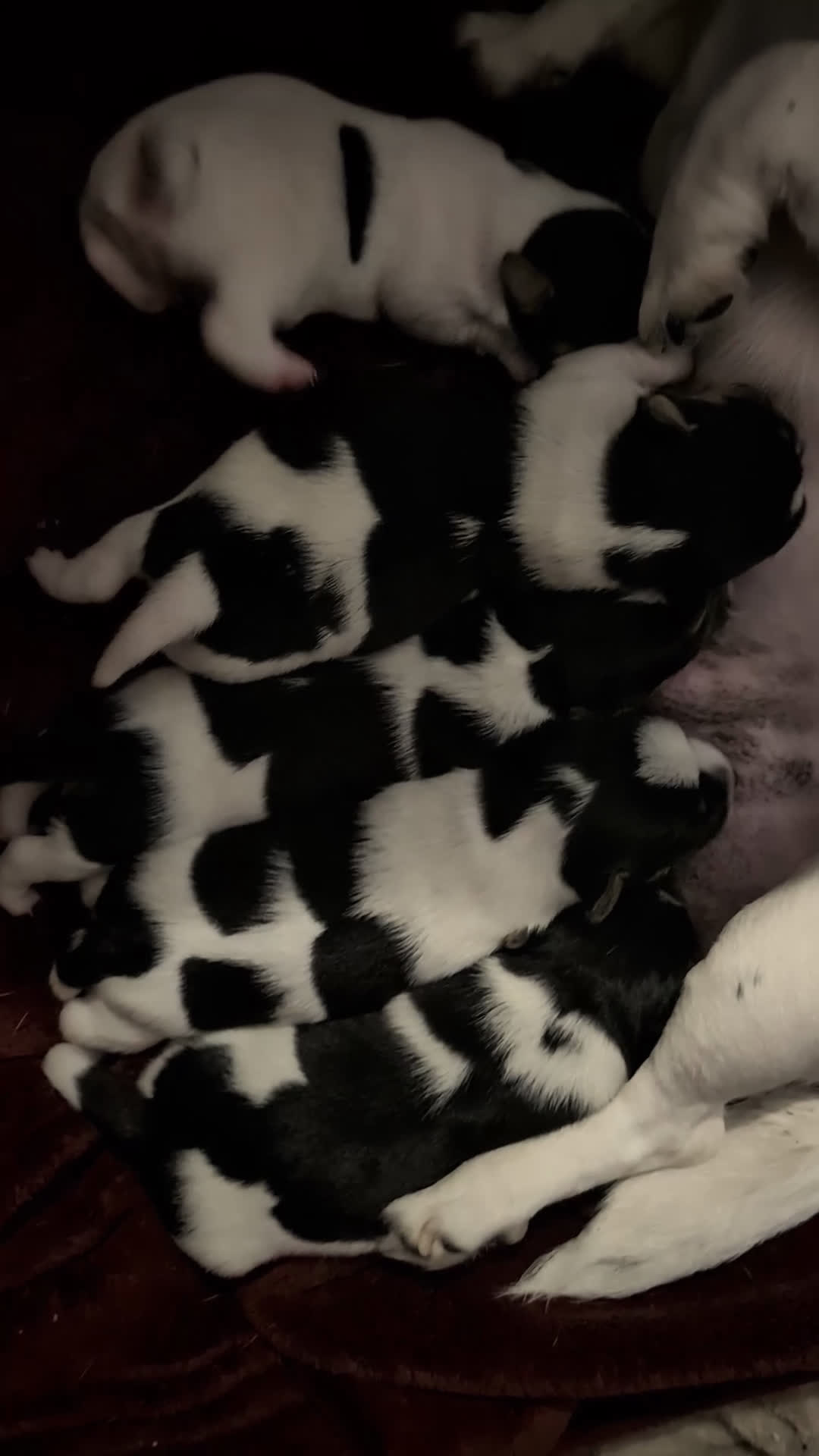 Jack Russel Terriër honden te koop: Jack Russell puppies  - Video 1