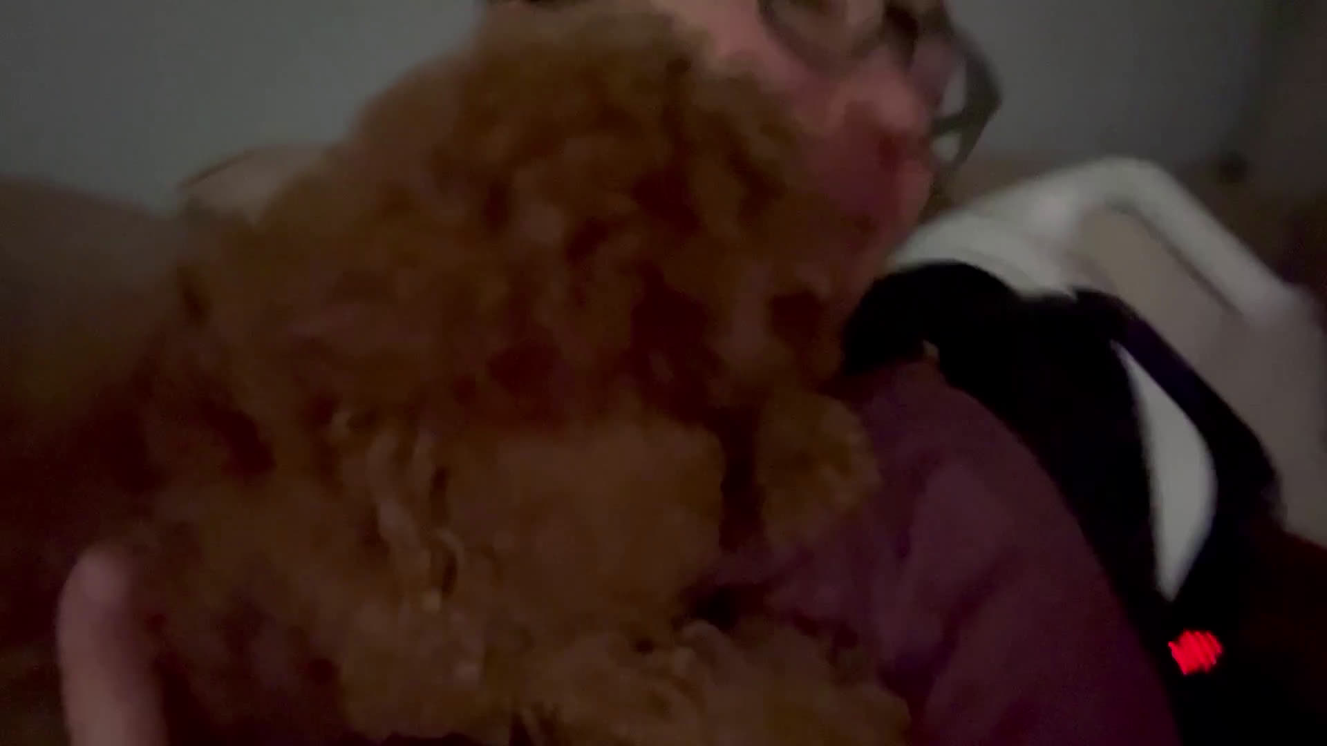 Dwergpoedel honden te koop: Dwergpoedel middellang lief en aanhankelijj - Video 1