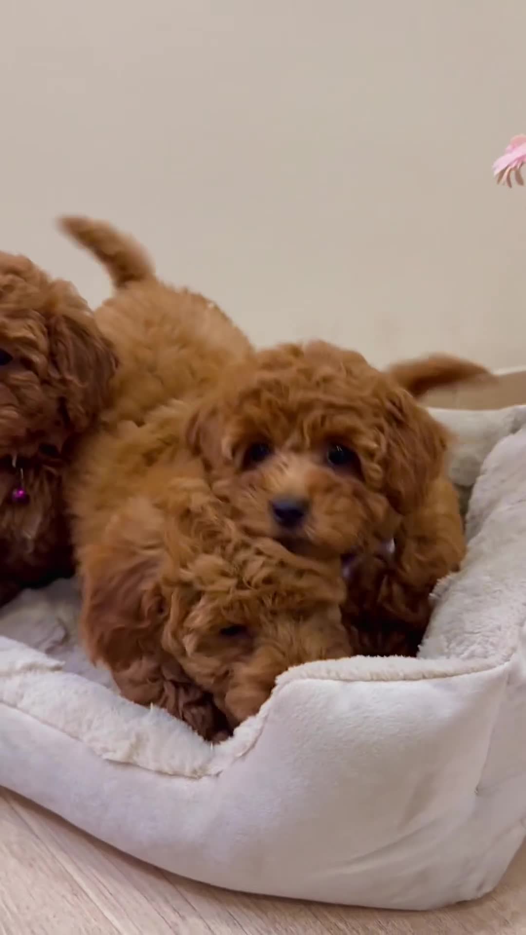 Kruising honden te koop: Dwergpoedel puppy - Video 1