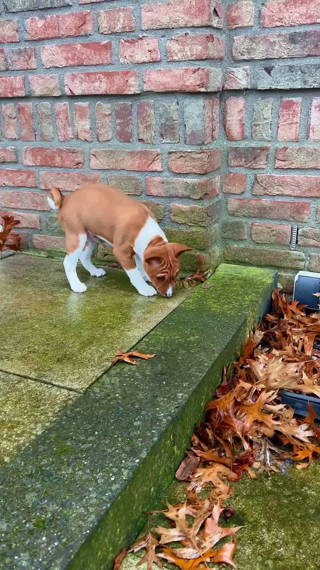 Basenji honden te koop: Basenji pup reu beschikbaar  - Video 2