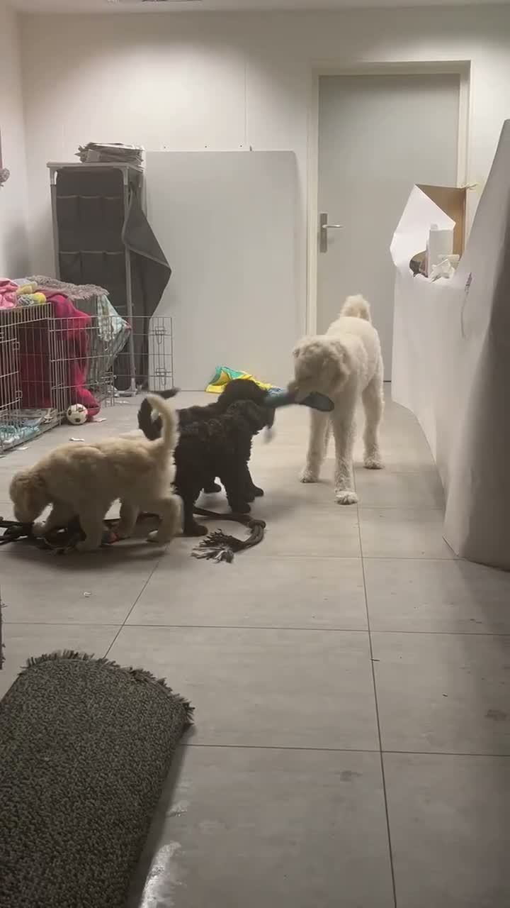 Labradoodle honden te koop: Labradoodle - Video 1