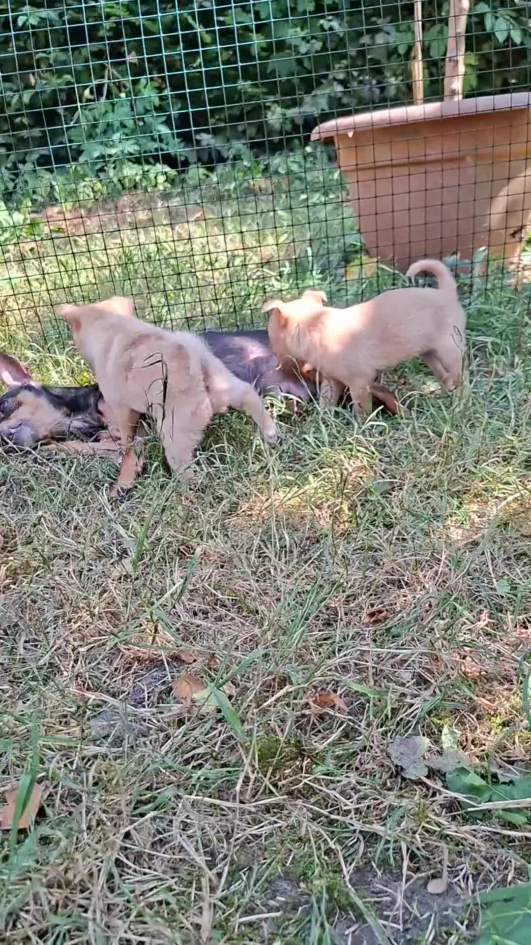 Kruising honden te koop: Te koop  - Video 3