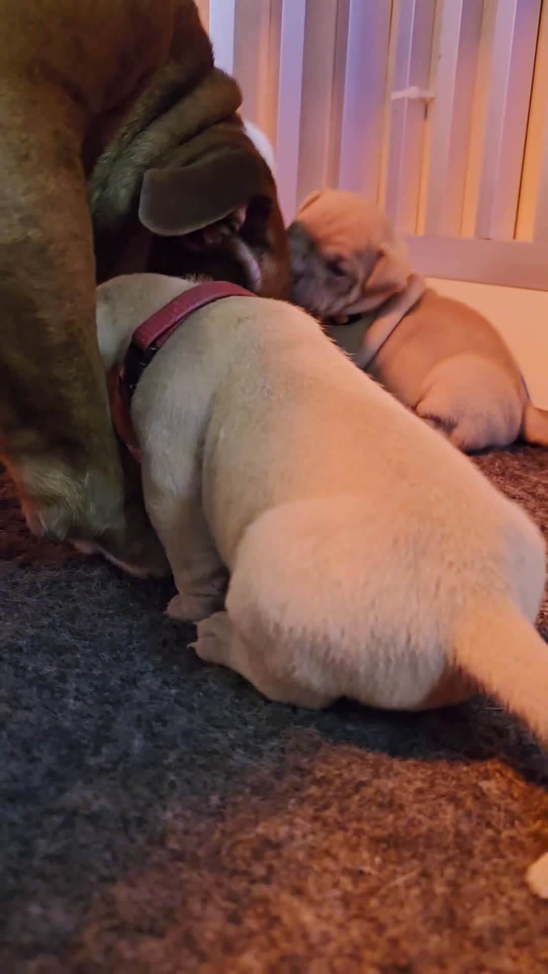 Old English Bulldog honden te koop: Old english bulldog teefje "Olivia" - Video 1