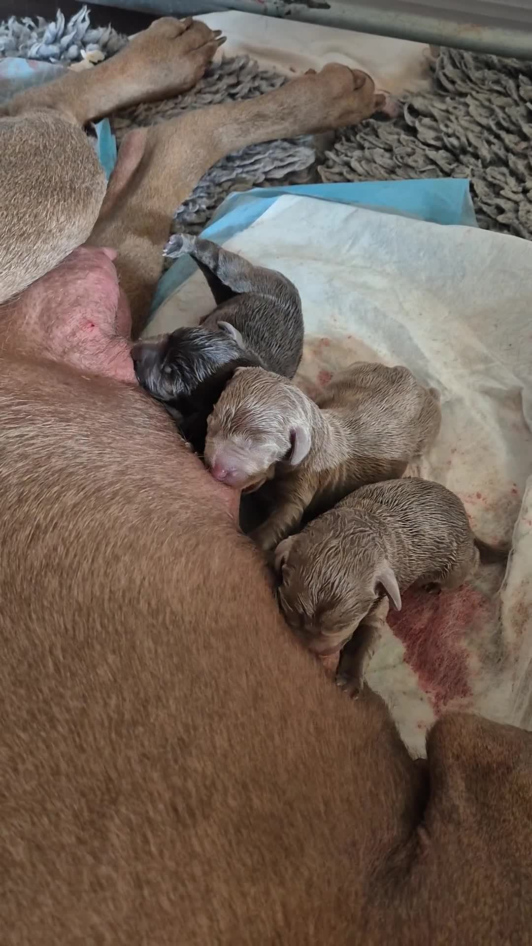 Kruising honden te koop: Hele mooie Labmaraner (Labrador x Weimaraner) pups - Video 1