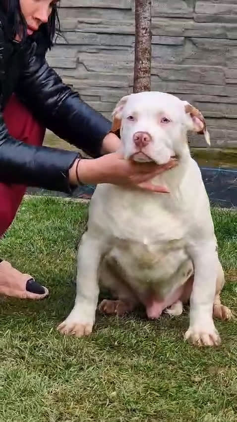 Amerikaanse Bully honden te koop: ABKC XL Pups - Video 1