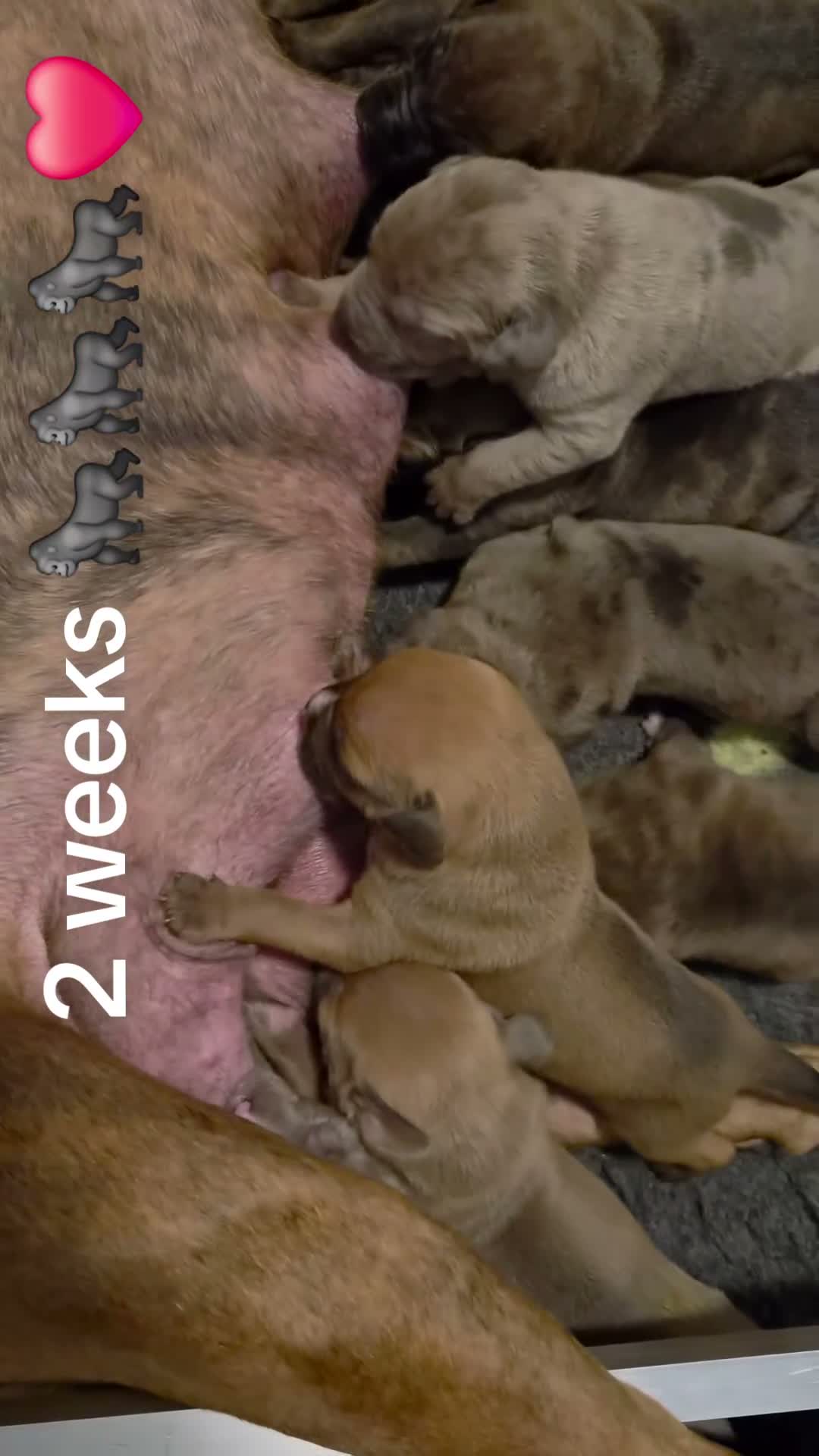 Amerikaanse Bully honden te koop: americanbully xl pup's leesgoed abkc/dbkc stamboom - Video 1